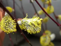DSCN7357.webp