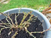 Rose Smiling Eyes nach Schnitt b.webp