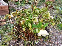 Lenzrosen nach Frost a.webp