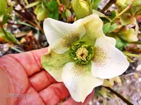 Lenzrosen nach Frost b.webp