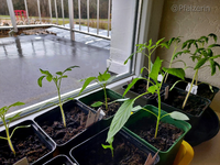 Pflanzen auf der Fensterbank am 16.3. 1.webp