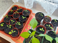 Pflanzen auf der Fensterbank am 16.3. 3.webp