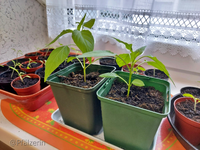 Pflanzen auf der Fensterbank am 16.3. 4.webp