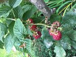 Himbeeren_Herbst Aug< Blissy 1-jährig_01.jpg