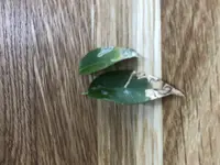 ficus benjamin.webp