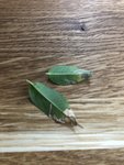 ficus2.jpg