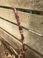 Hopfenspross.webp