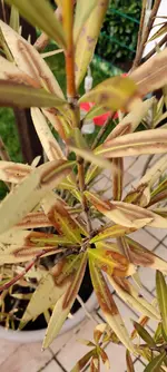 IMG_20210318_114618.webp