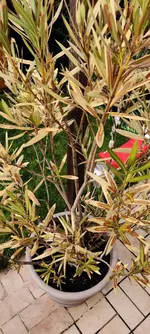 IMG_20210318_114614.webp