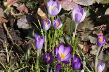 DSC00385.webp