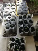 Tomatenalle.webp