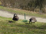 P1020934Kanadagänse.JPG