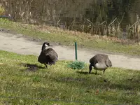 P1020934Kanadagänse.webp