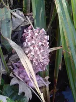 P1020935Pestwurz.webp