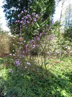 P1020944Vorfrühlings-Alpenrose.webp