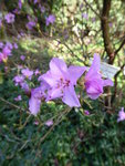 P1020945Vorfrühlings-Alpenrose.JPG