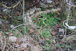 DSC09677.JPG