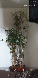 Screenshot_20210319-202307_Gallery.webp