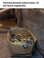 Kater.jpg