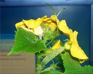 gurke.webp