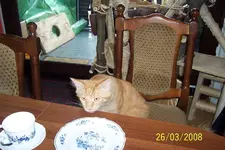 Katzenbilder 2007 und 2008 160.webp