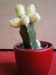kaktus5.JPG