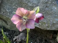 kleine von Marita.webp