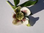 neue große helleborus.JPG