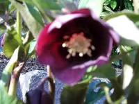 sehr große dunkle.webp