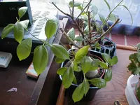 ficus-oder-nicht1.webp