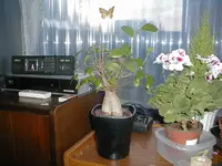 ficus-frage.webp