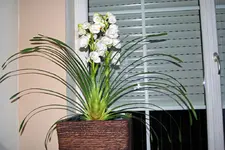 Orchidee [Desktop Auflösung].webp