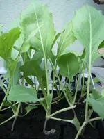 Kohlrabi1.webp Kohlrabi1.webp