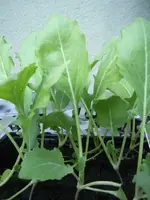 Kohlrabi2.webp Kohlrabi2.webp