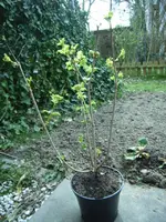 Schneeball-Felsenbirne4.webp