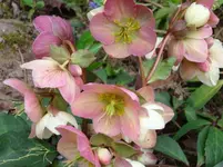Christrose.webp