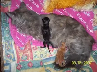 Katzenbilder 2007 und 2008 021.webp