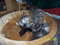 Katzenbilder 2007 und 2008 049.webp