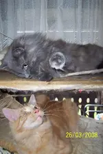 Katzenbilder 2007 und 2008 152.webp