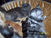 Katzenbilder 2007 und 2008 050 katzenfamilie.webp