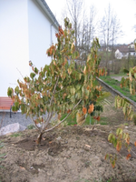 IMG_3277.webp