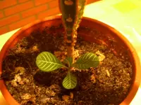 Bild 052.webp