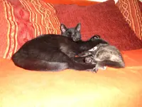 baghira und paula 002.webp