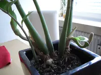 CIMG0527.webp