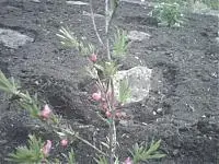 7134d1207237373t-was-ist-das-photo0079.webp
