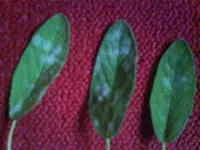 DSC00055.webp
