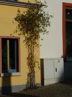 geissblatt jung.webp