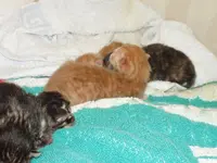 Katz1.webp