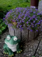 Blaukissen.webp