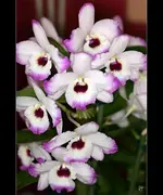 fc_3111.webp